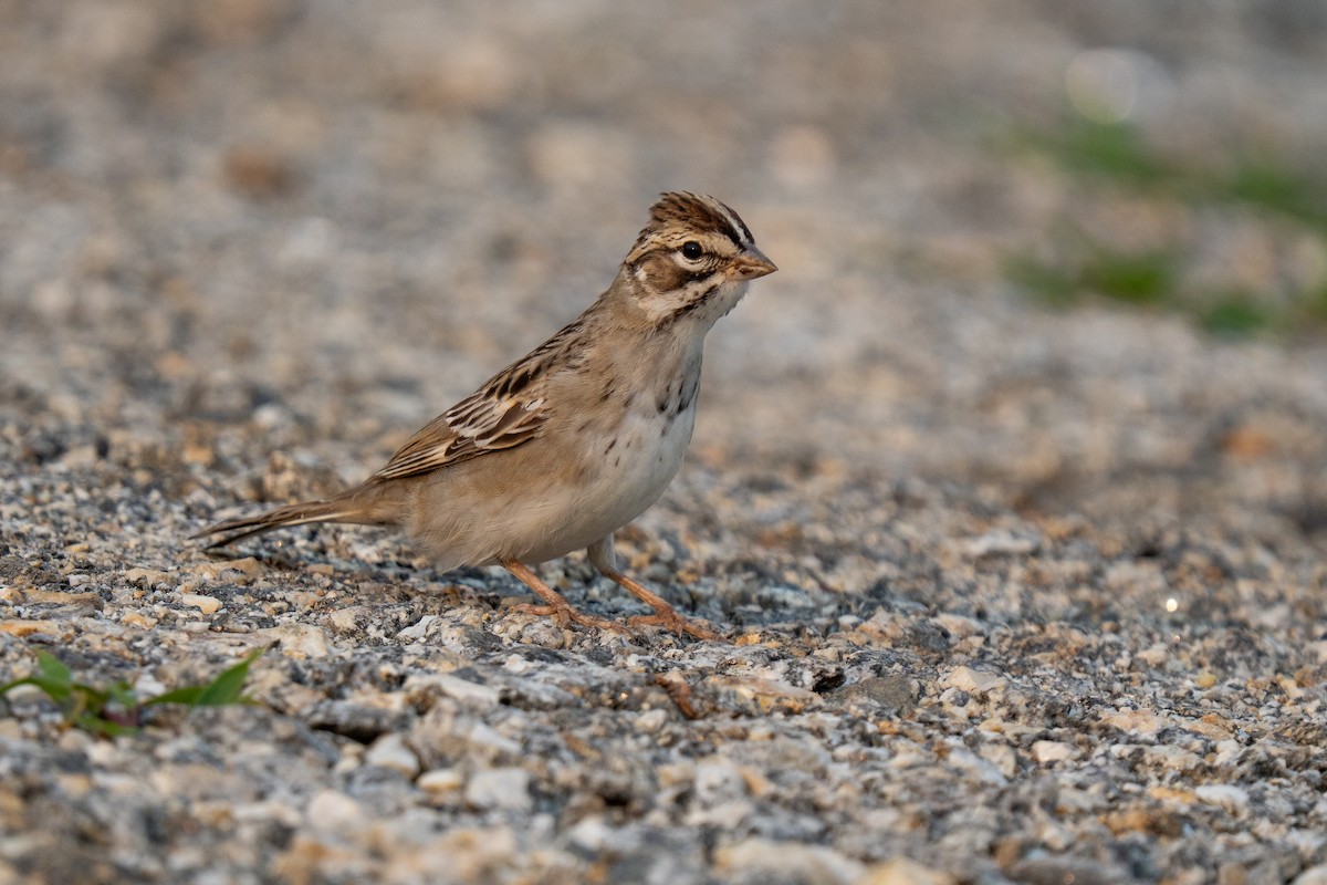Bruant à joues marron - ML639807652