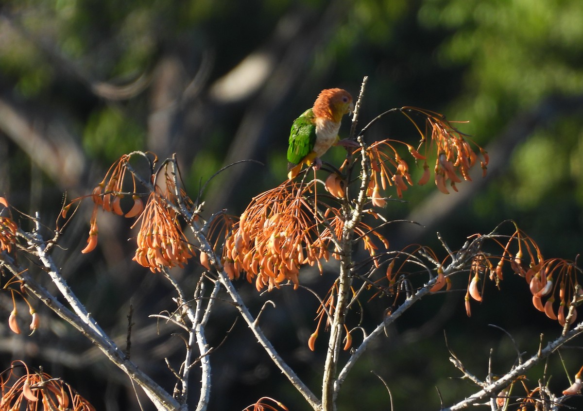 White-bellied Parrot - ML639807663