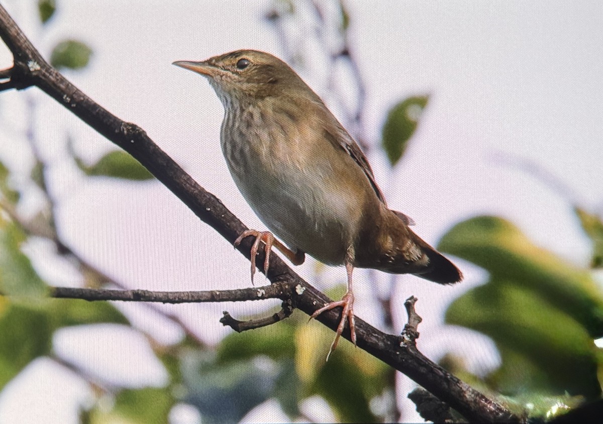 River Warbler - ML639807685