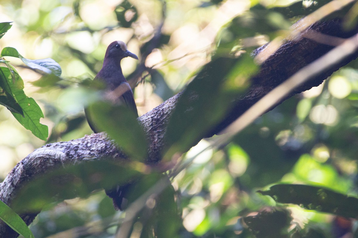 New Guinea Bronzewing - ML639807696