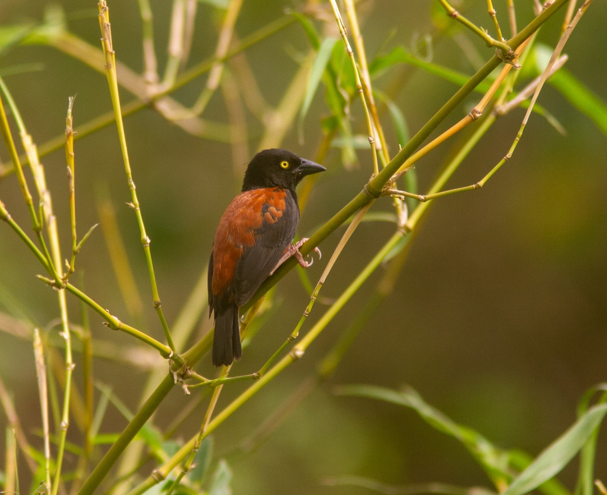 Chestnut-and-black Weaver - ML639807753