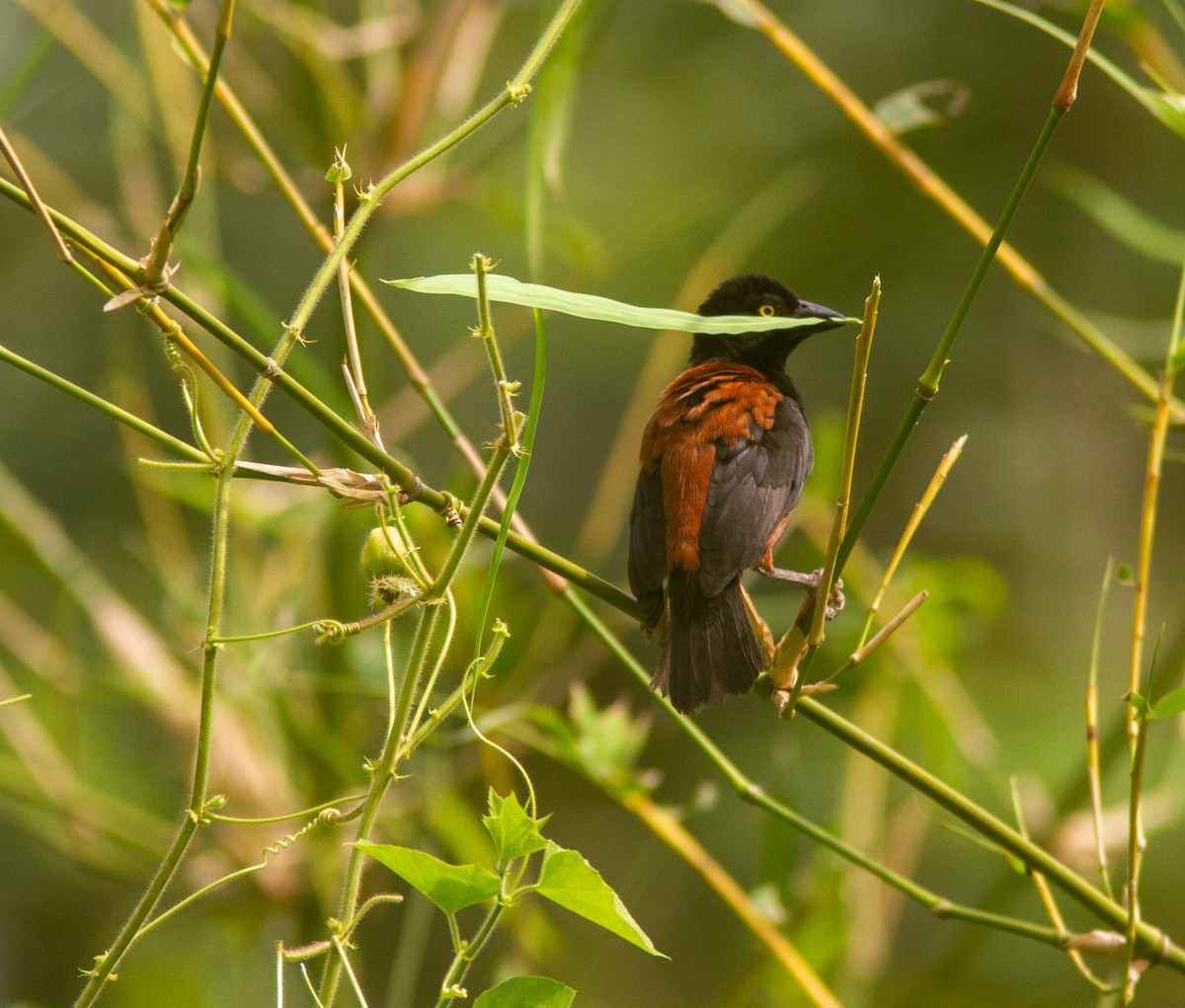 Chestnut-and-black Weaver - ML639807754