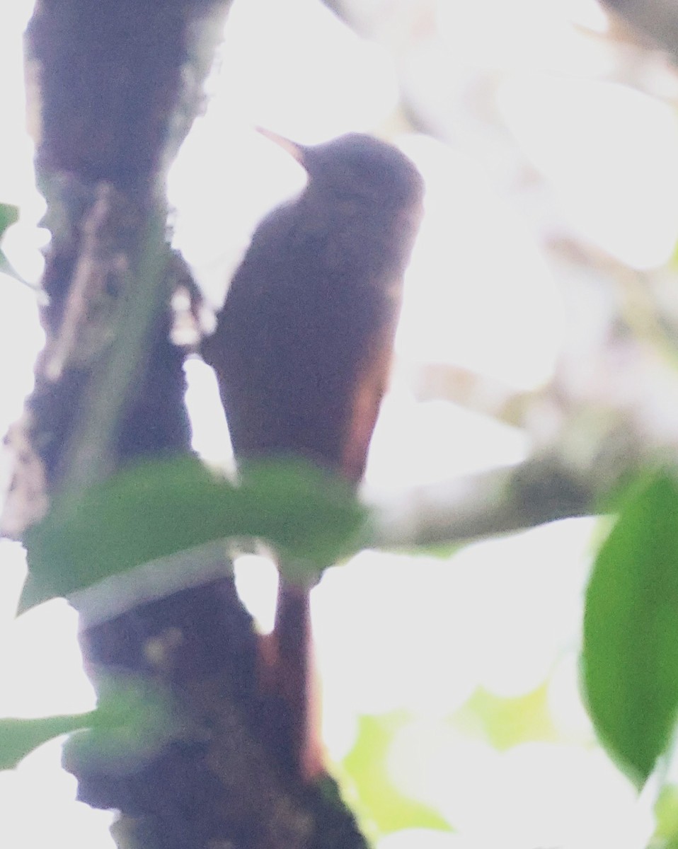 Ceara Woodcreeper - ML639807791