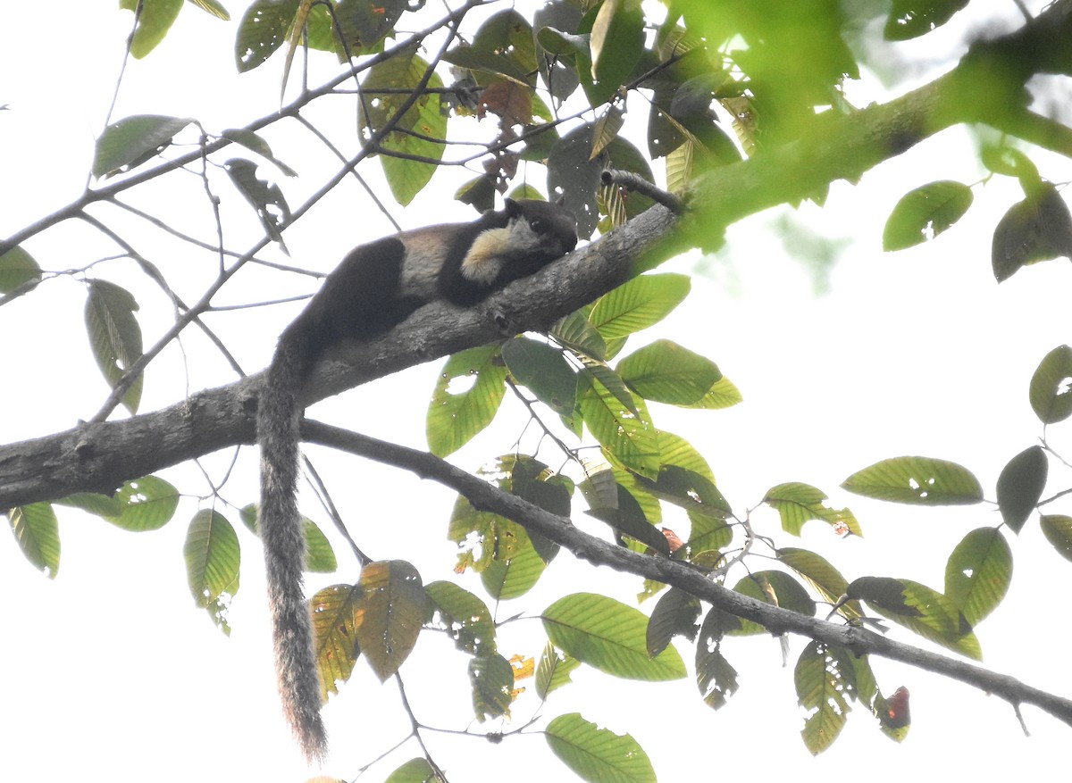 Black Giant Squirrel - ML639807792