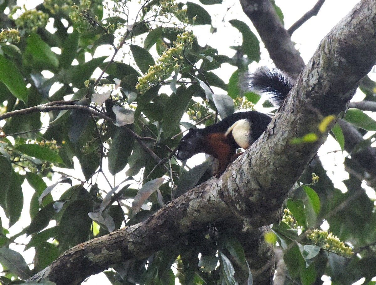 Prevost's Squirrel - ML639807793