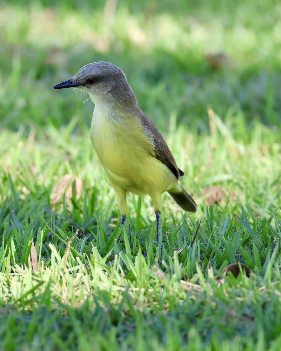 Cattle Tyrant - ML639807795