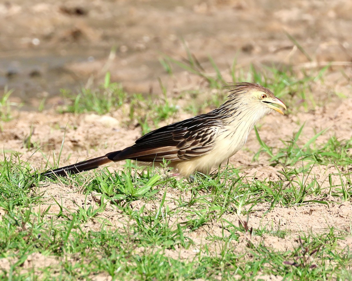 Guira Cuckoo - ML639807818