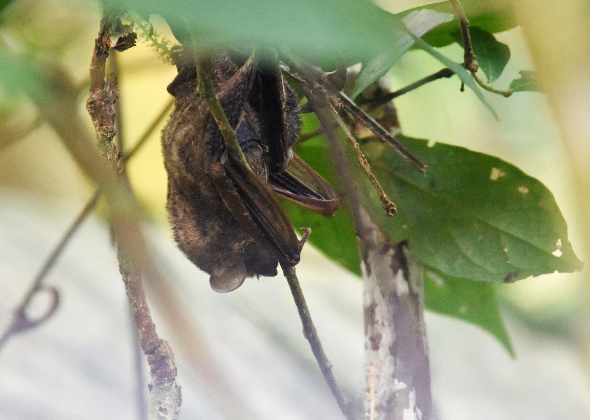 Trumpet-eared Bats - ML639807823