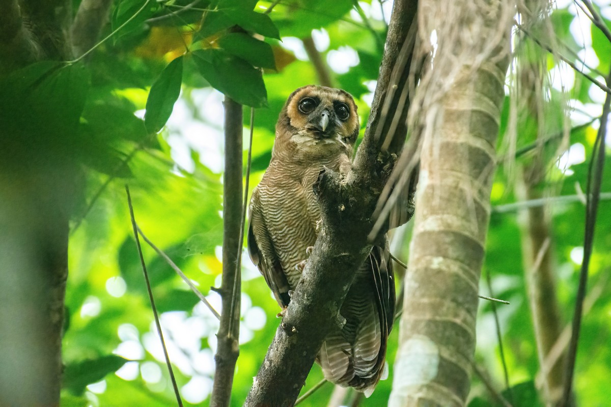 Brown Wood-Owl - ML639807837