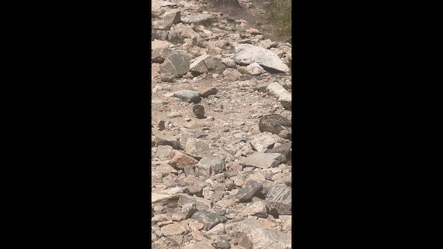 White-tailed Ptarmigan - ML639807893