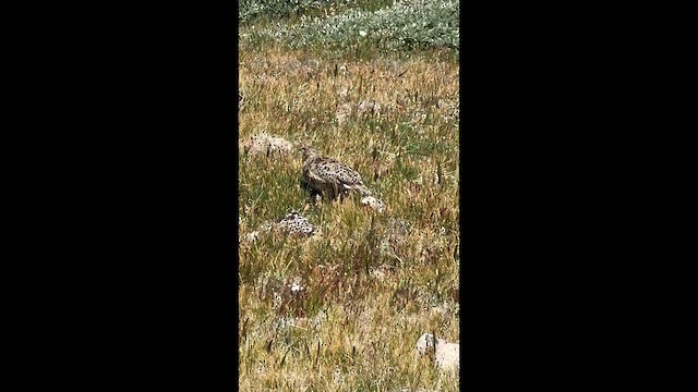 White-tailed Ptarmigan - ML639807899