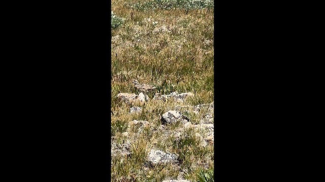 White-tailed Ptarmigan - ML639807905