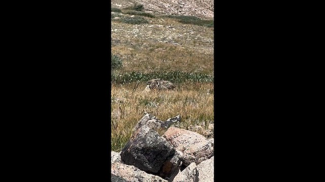 White-tailed Ptarmigan - ML639807906