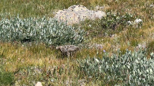 White-tailed Ptarmigan - ML639807907
