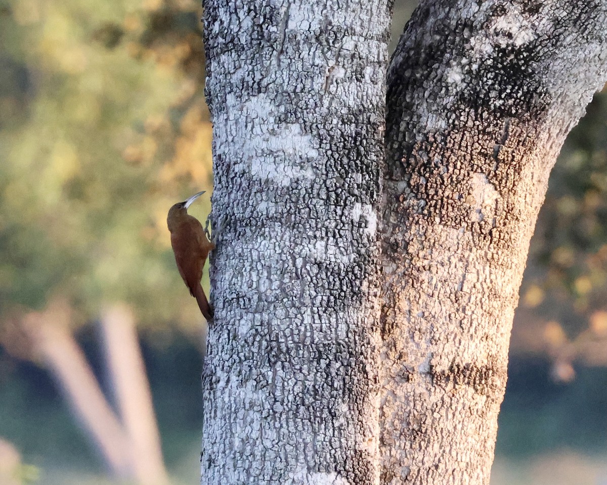 Great Rufous Woodcreeper - ML639807921