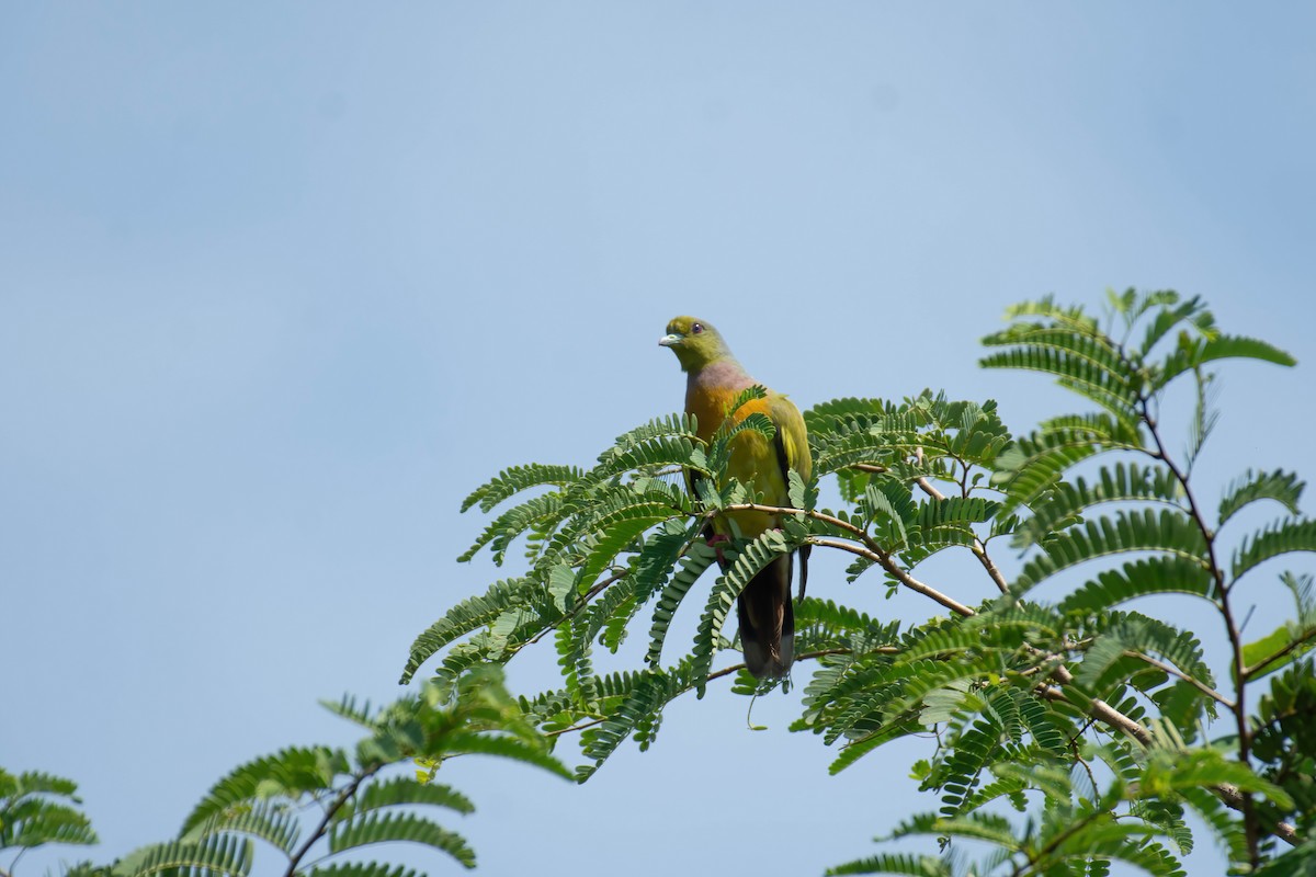 Orange-breasted Green-Pigeon - ML639807954