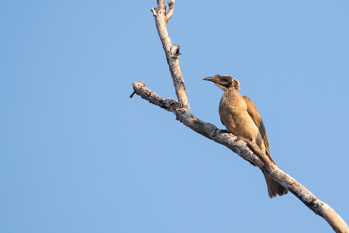 Silver-crowned Friarbird - ML639807971