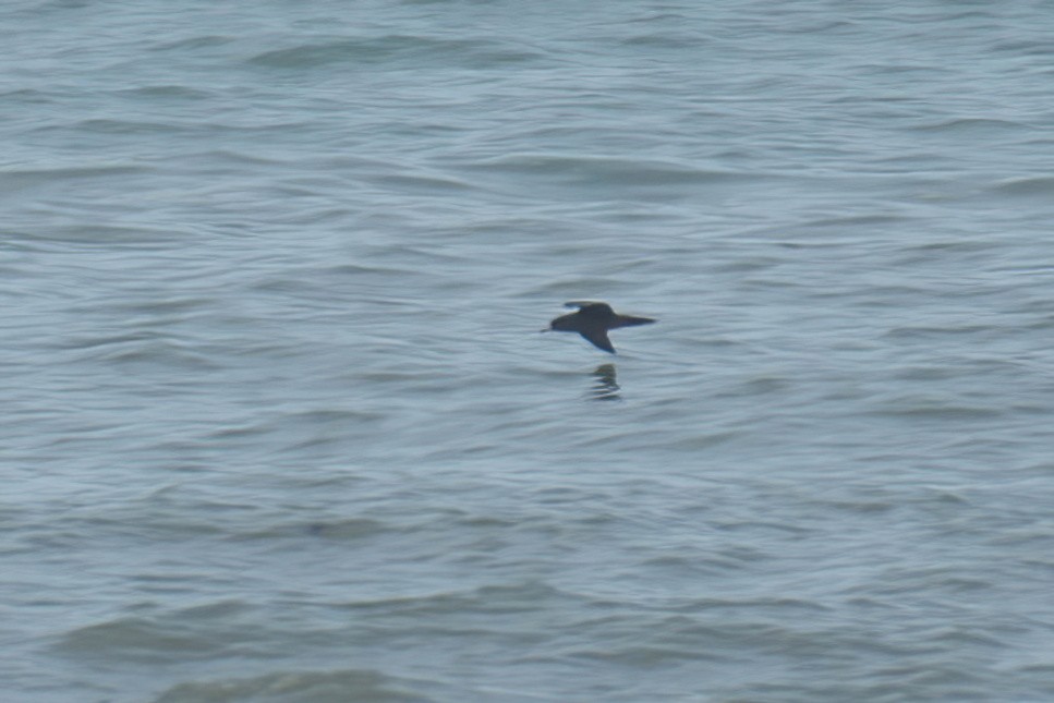 Flesh-footed Shearwater - ML639808005
