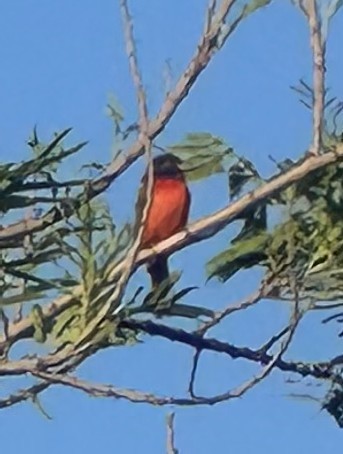 Painted Bunting - ML639808024