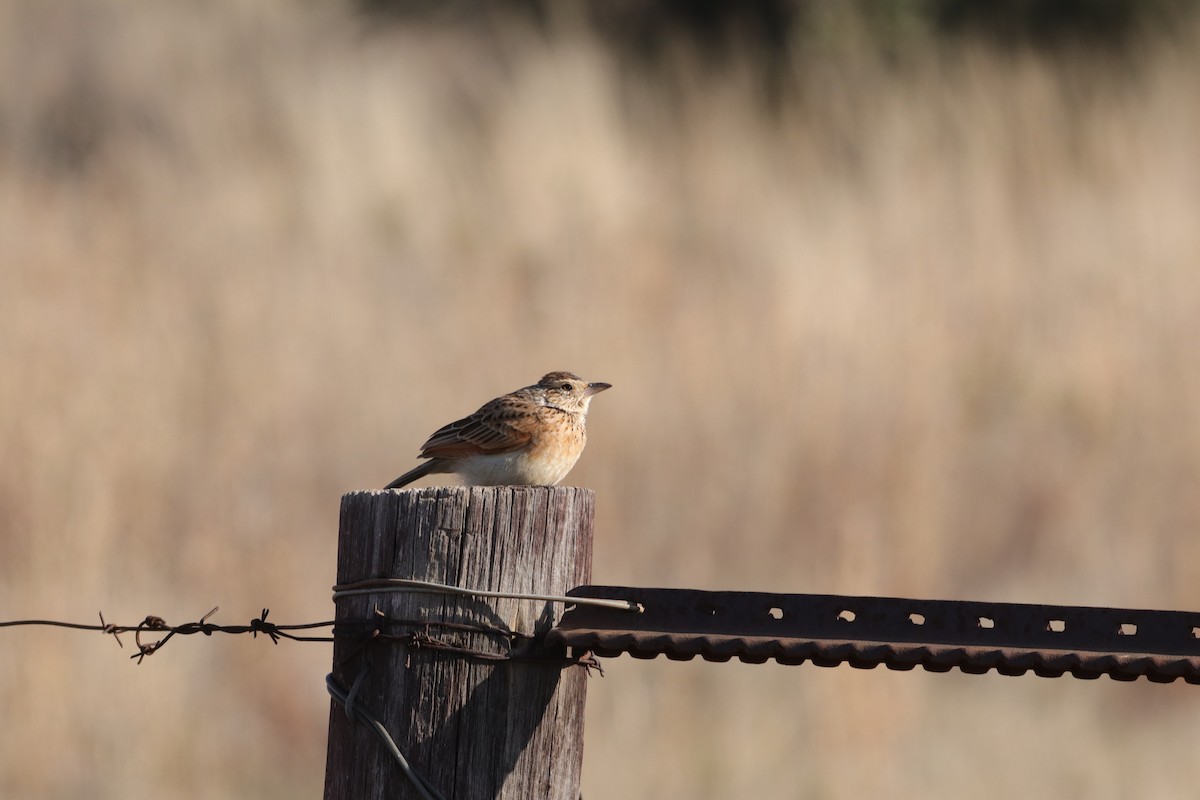 Rufous-naped Lark - ML639808084