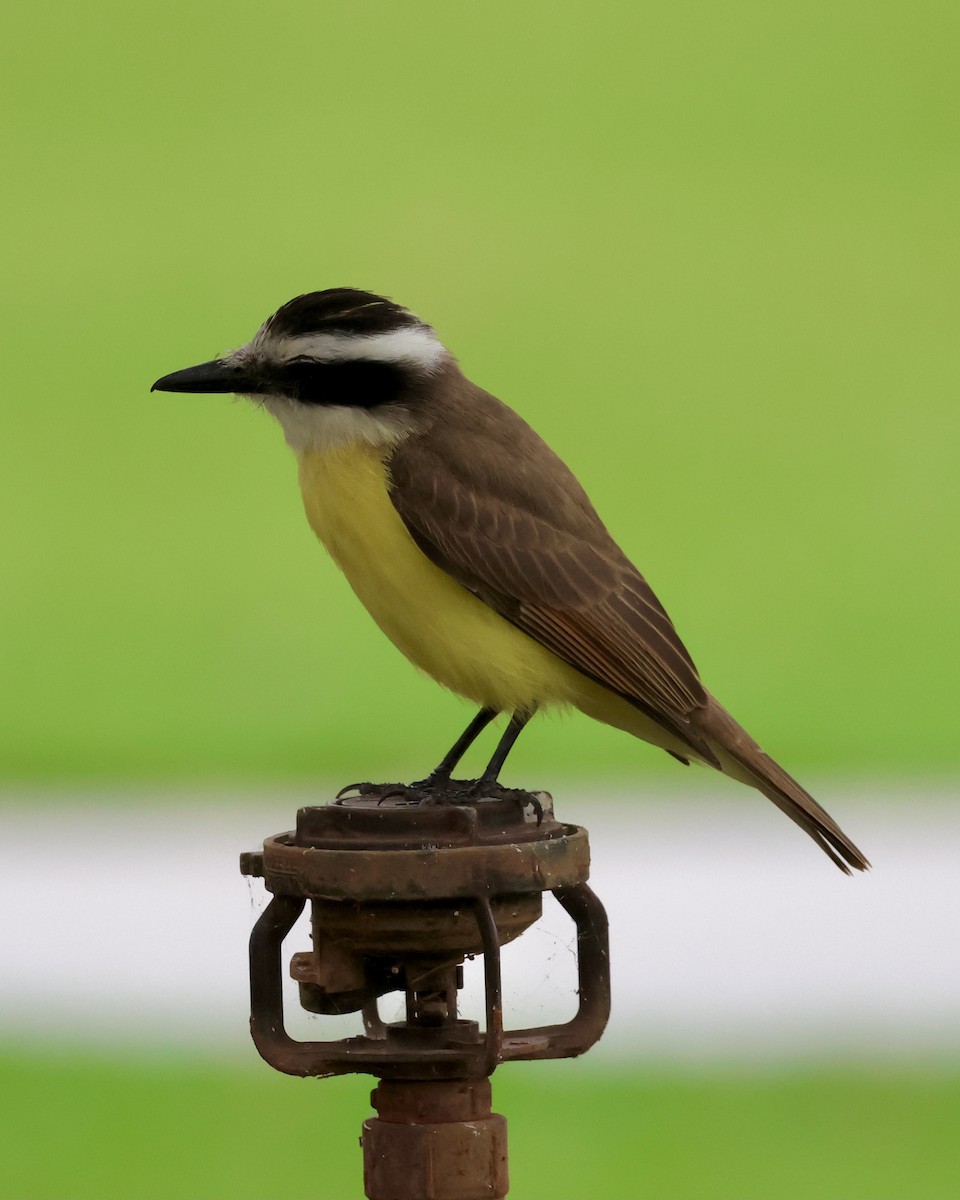 Great Kiskadee - ML639808090