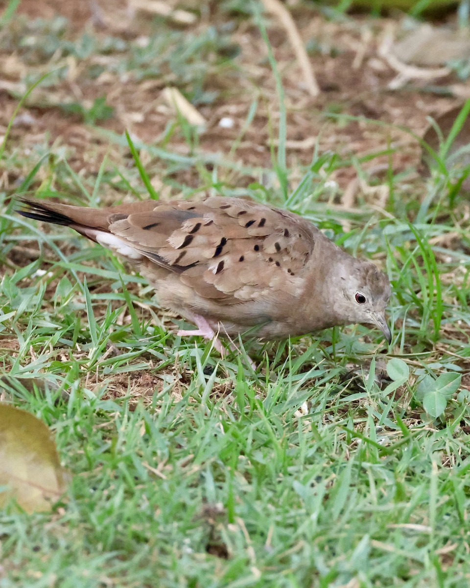 Ruddy Ground Dove - ML639808105
