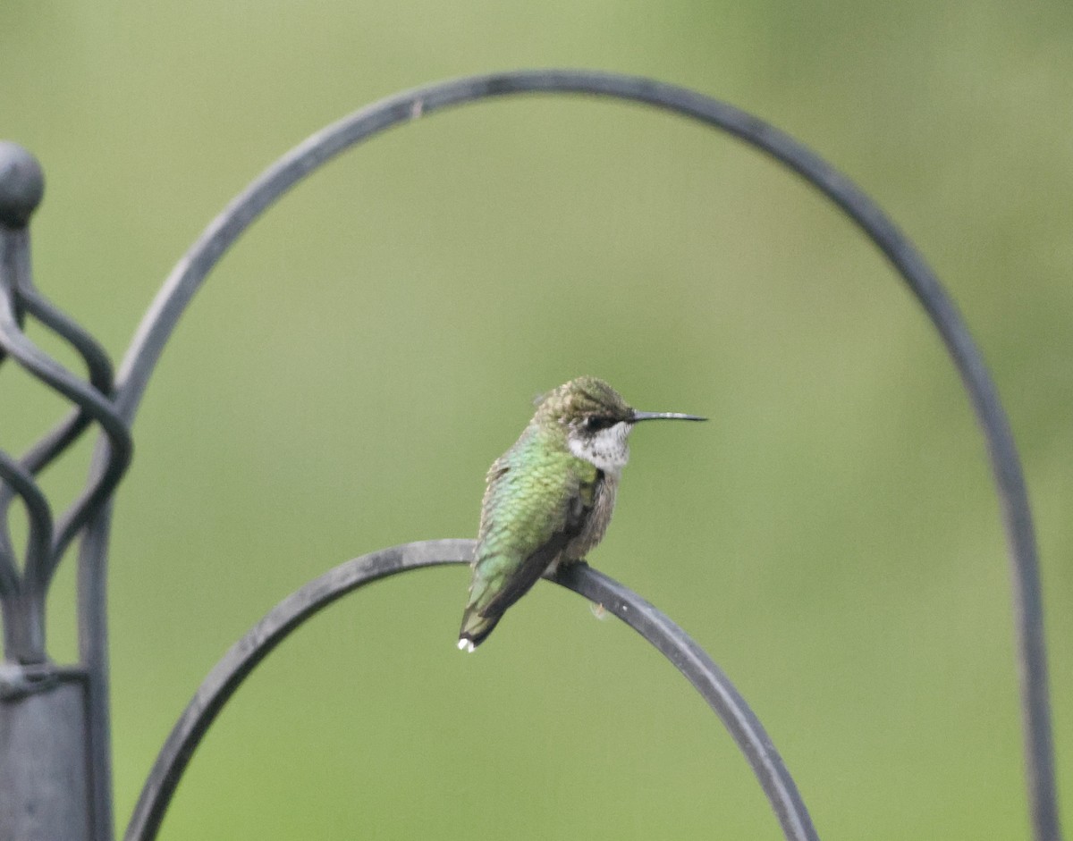 Colibri à gorge rubis - ML639808110