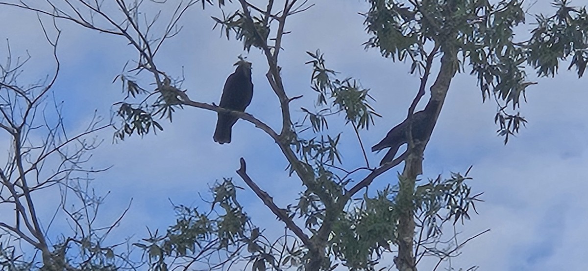 Fish Crow - ML639808150