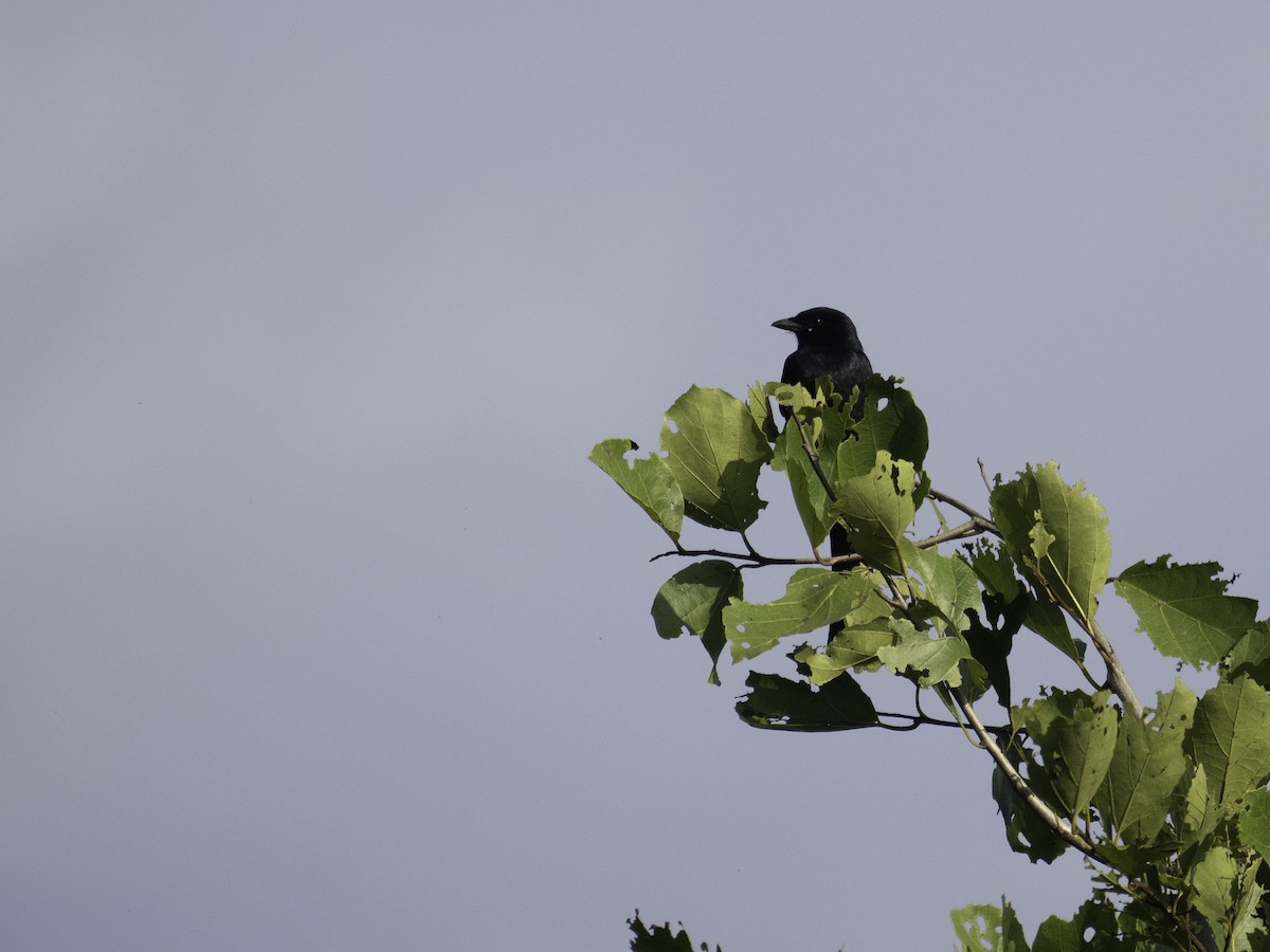 大卷尾 - ML639808221