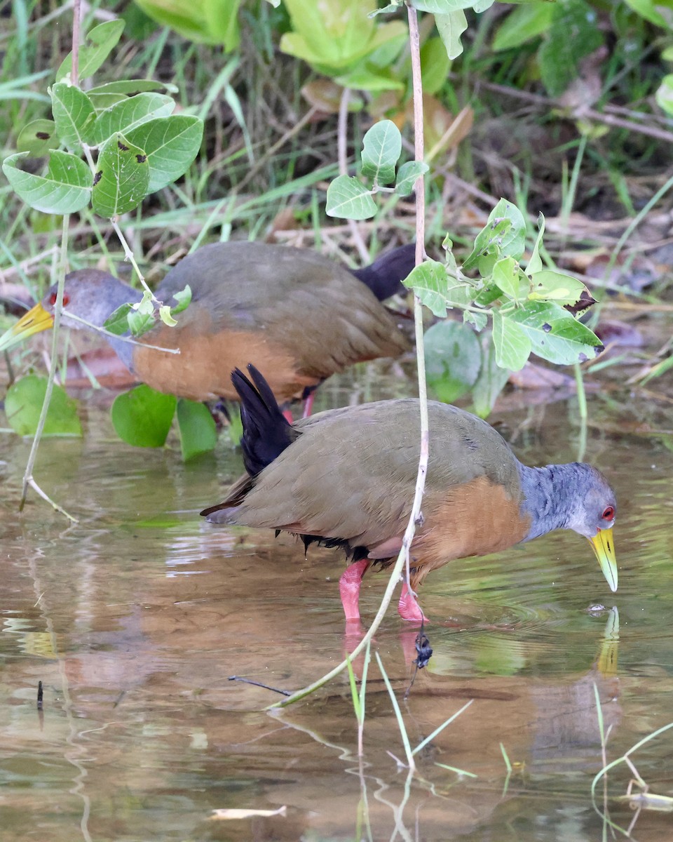 Gray-cowled Wood-Rail - ML639808229