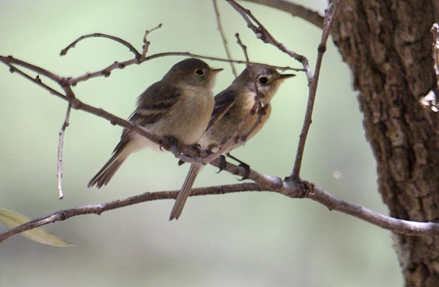 Buff-breasted Flycatcher - ML639808266