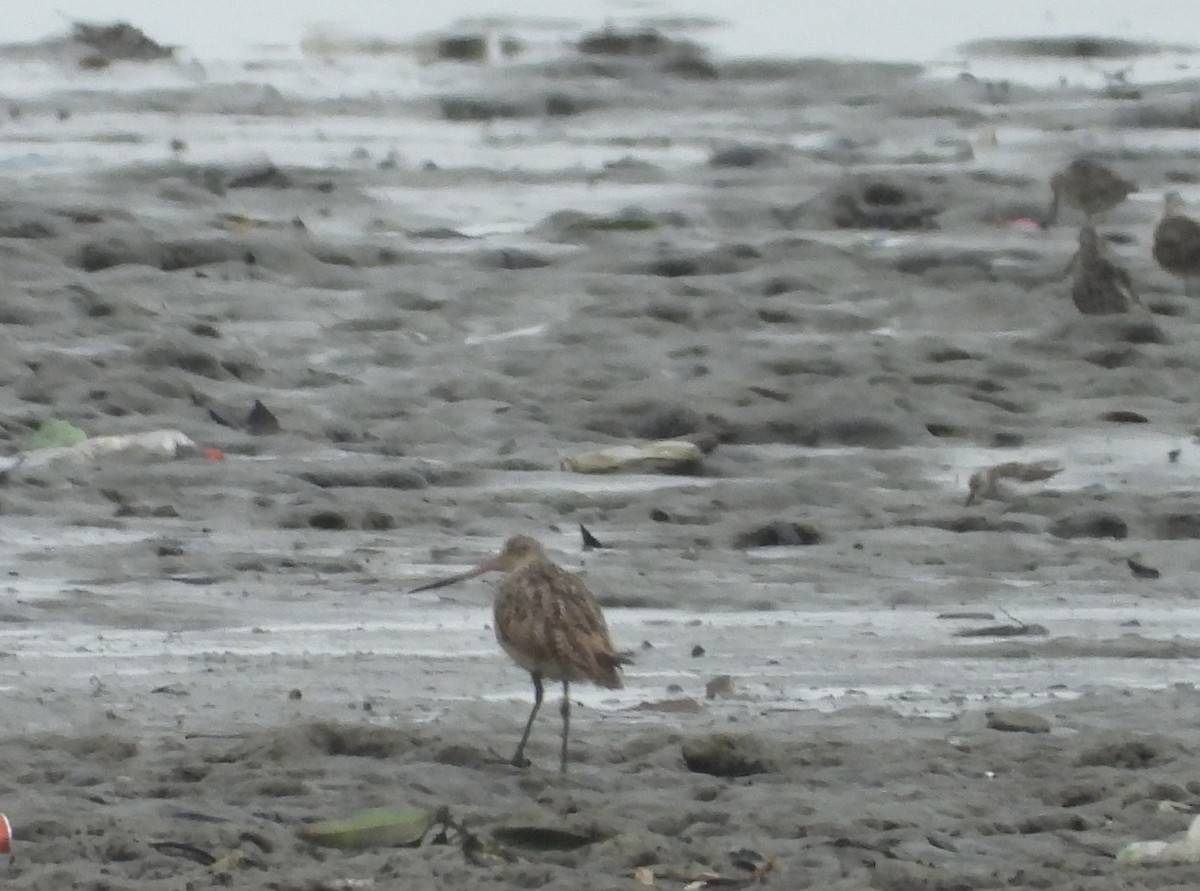 Marbled Godwit - ML639808298