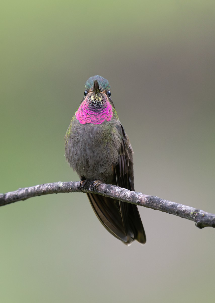 Amethyst-throated Mountain-gem - ML639808322