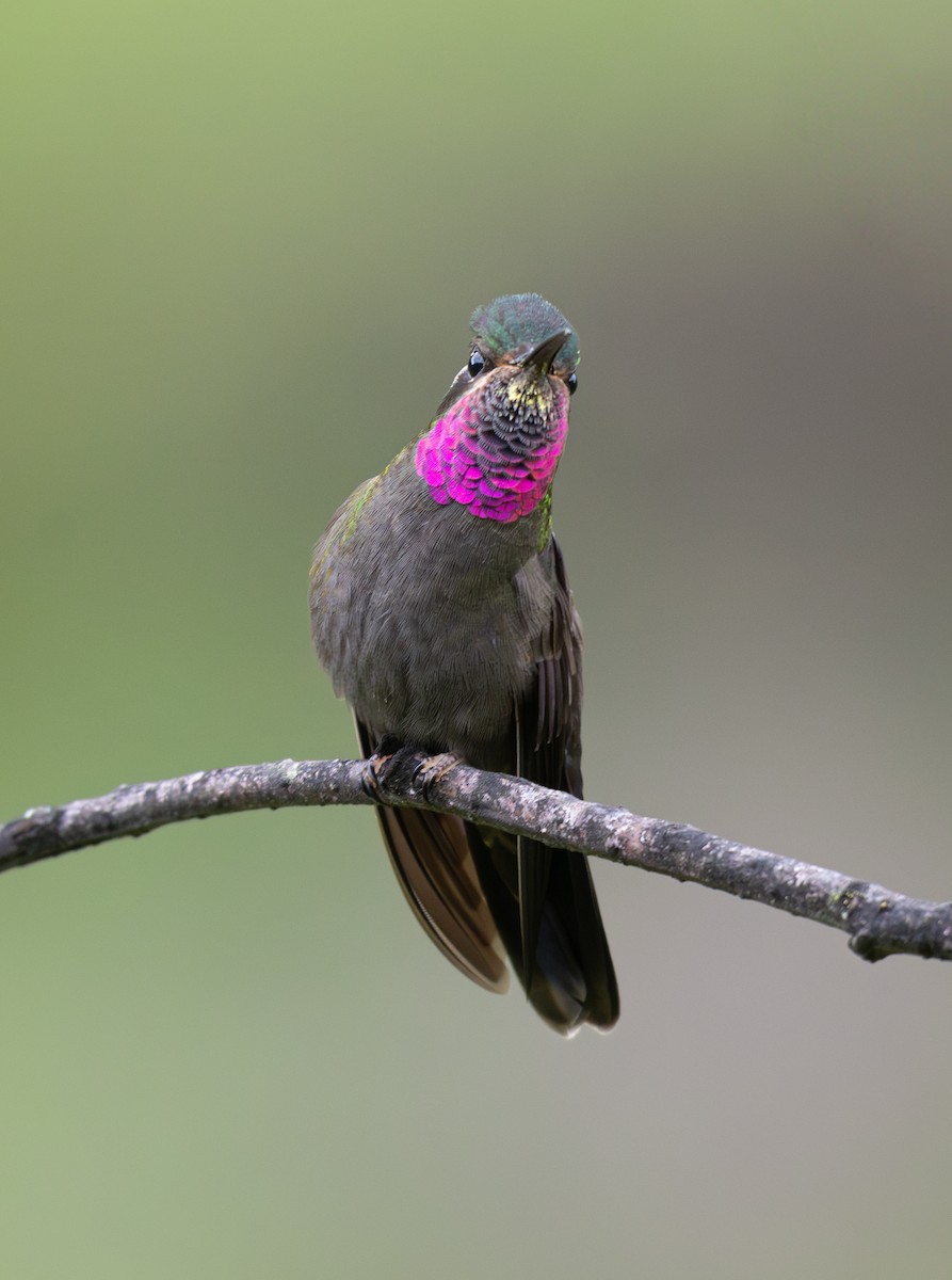 Amethyst-throated Mountain-gem - ML639808325