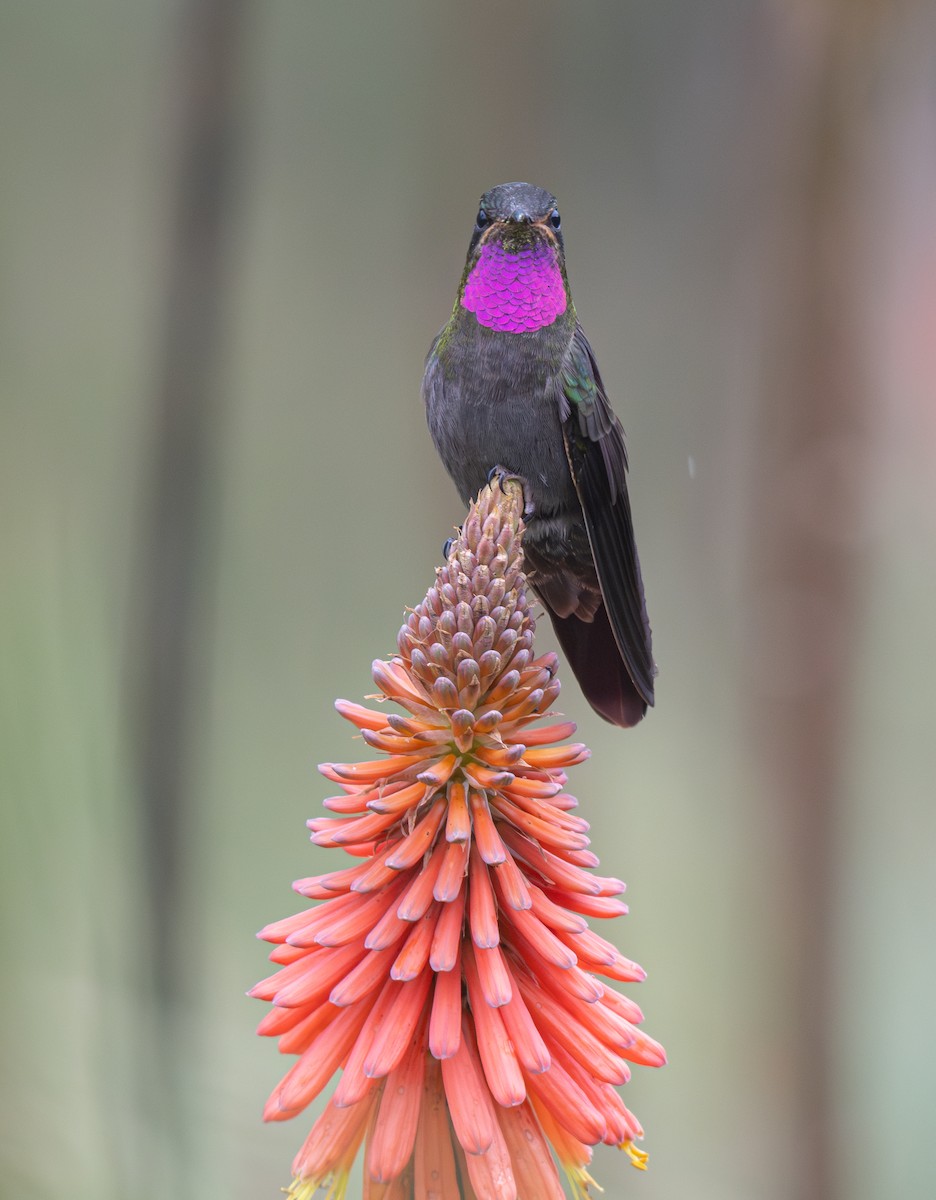 Amethyst-throated Mountain-gem - ML639808333
