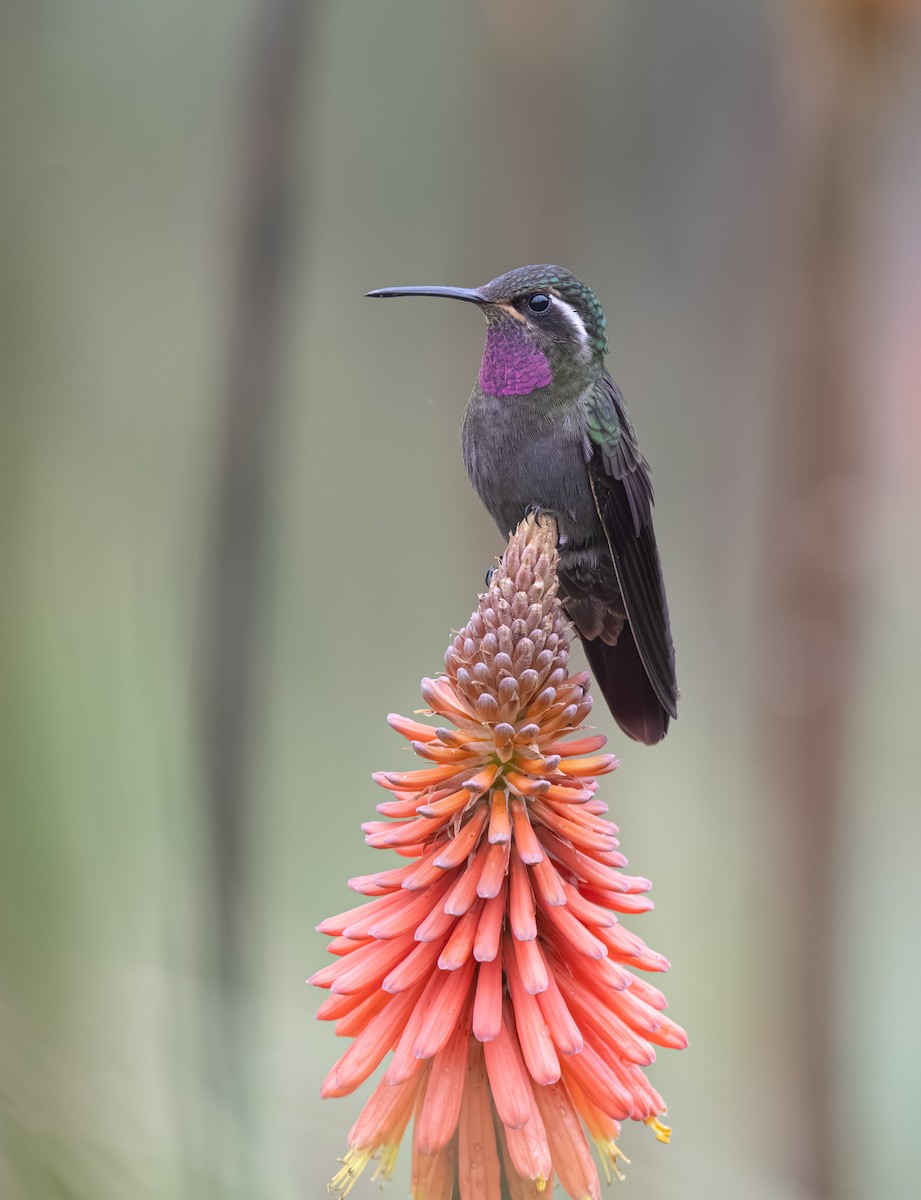 Amethyst-throated Mountain-gem - ML639808334