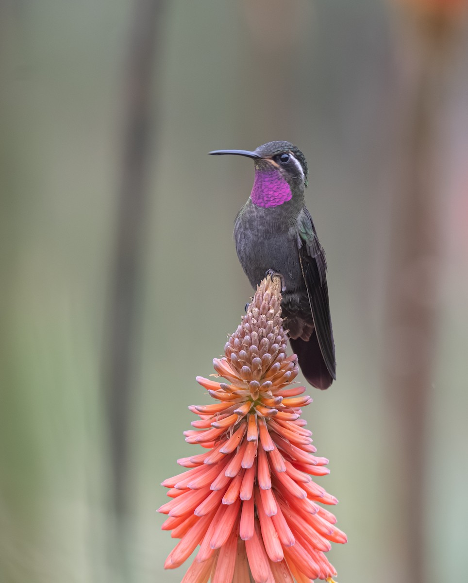 Amethyst-throated Mountain-gem - ML639808335