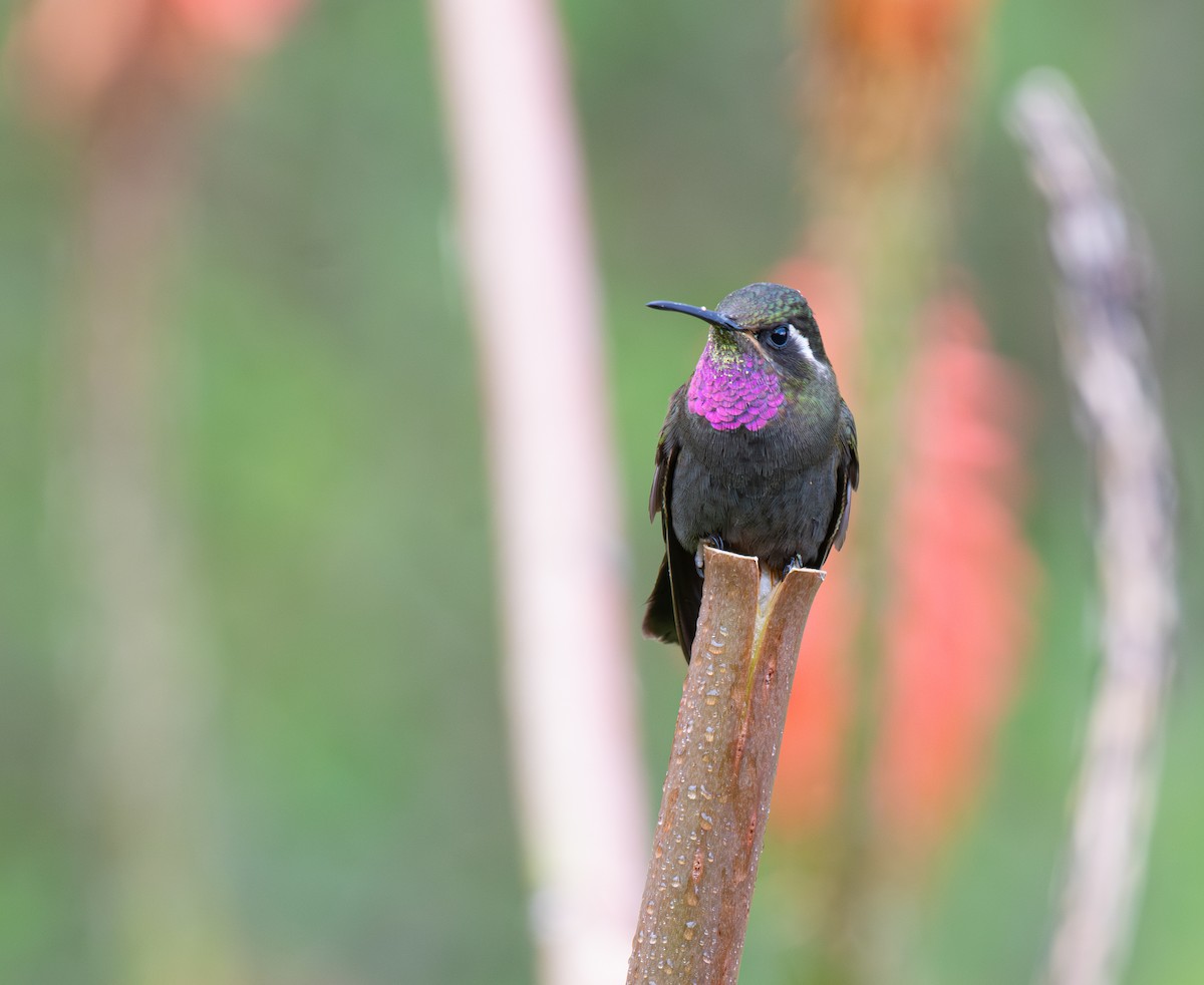 Amethyst-throated Mountain-gem - ML639808336