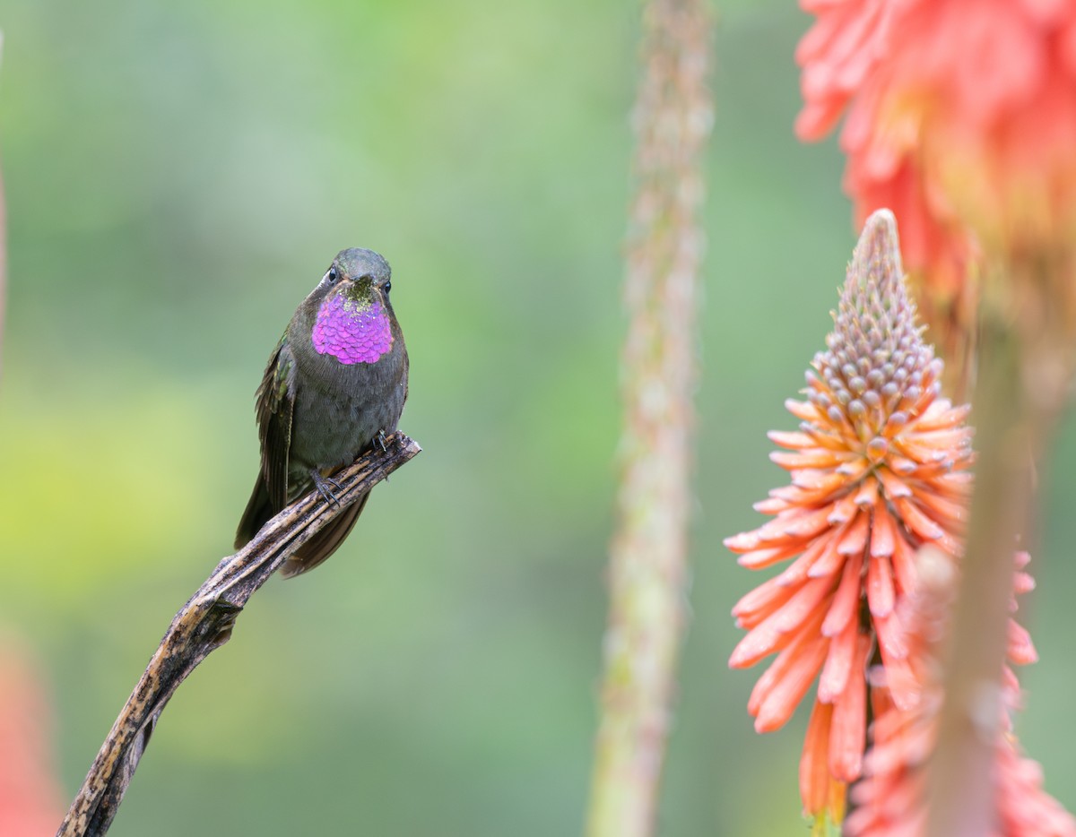 Amethyst-throated Mountain-gem - ML639808337