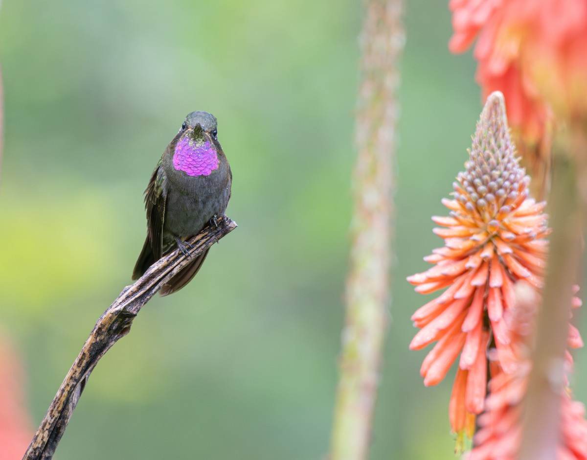 Amethyst-throated Mountain-gem - ML639808338