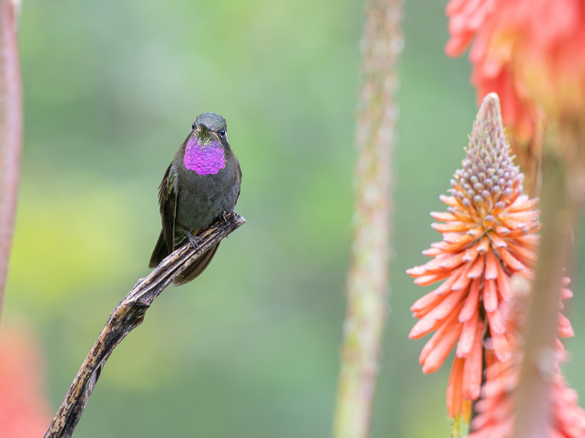 Amethyst-throated Mountain-gem - ML639808340