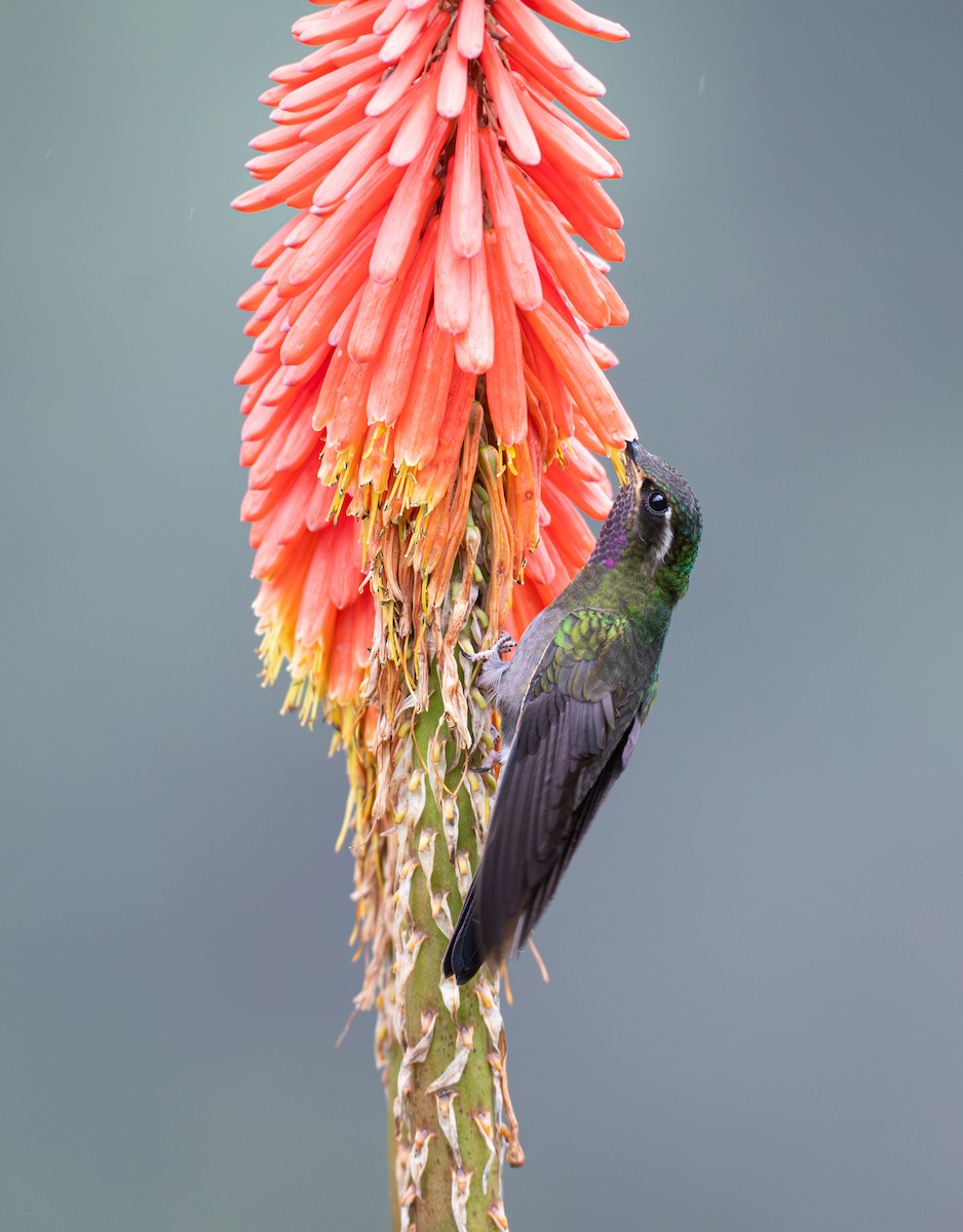 Amethyst-throated Mountain-gem - ML639808341