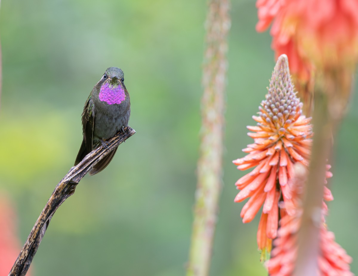 Amethyst-throated Mountain-gem - ML639808342
