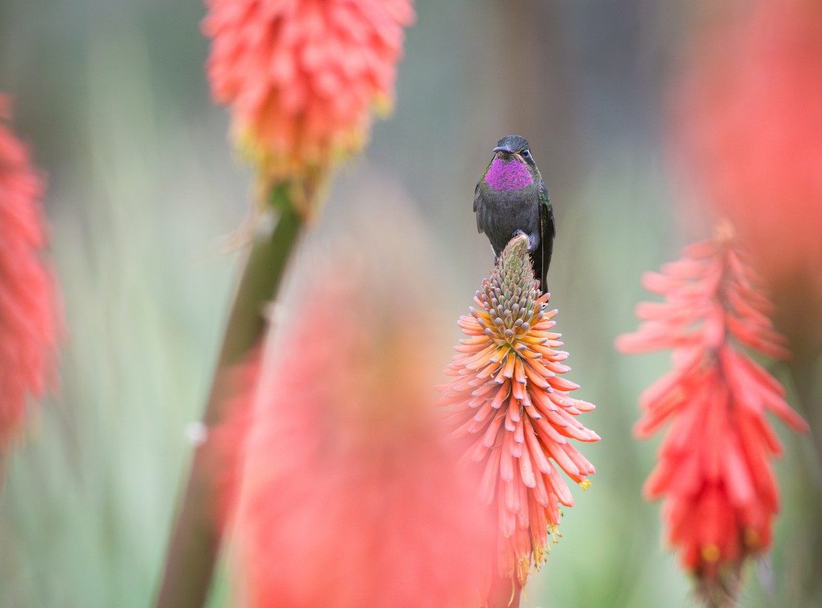 Amethyst-throated Mountain-gem - ML639808347