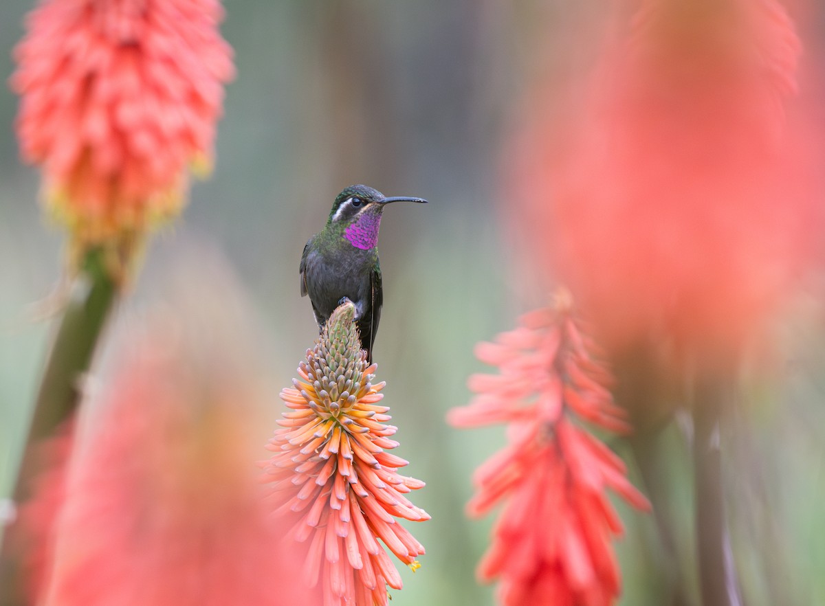 Amethyst-throated Mountain-gem - ML639808348
