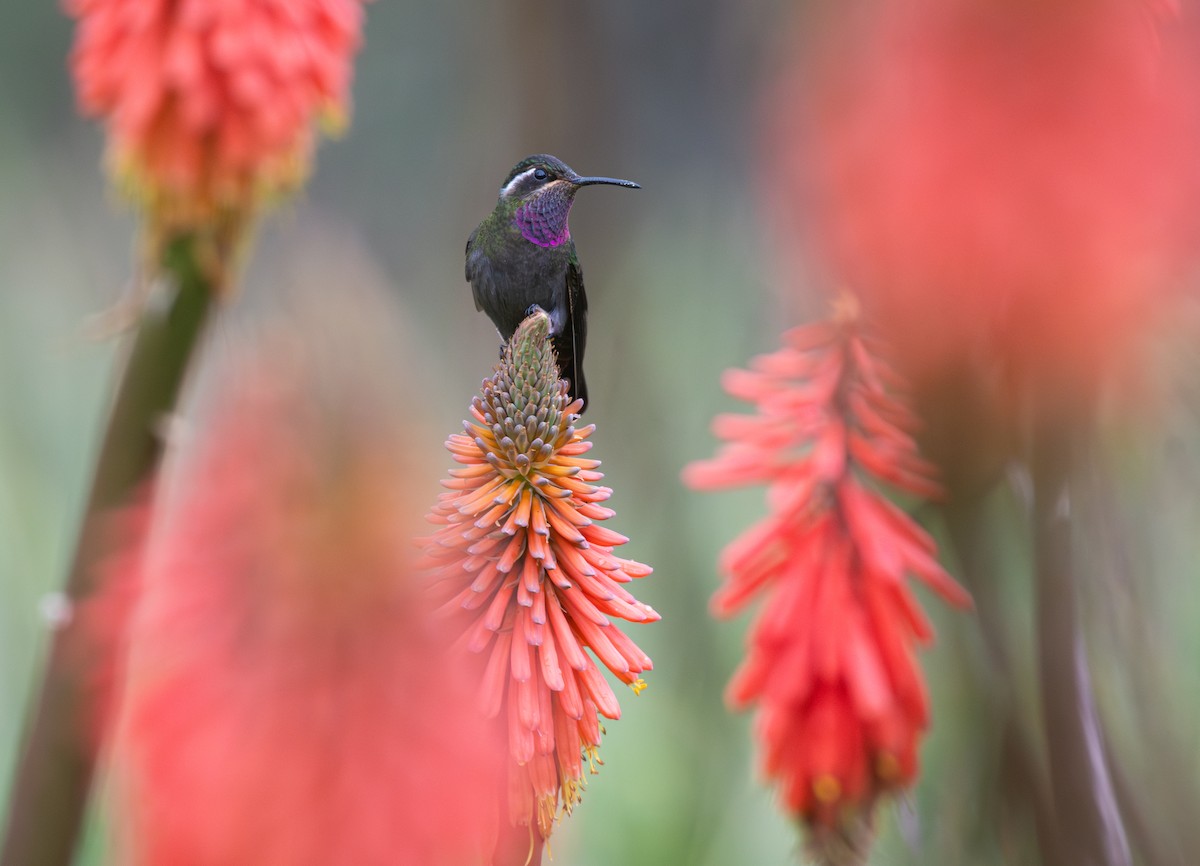 Amethyst-throated Mountain-gem - ML639808349