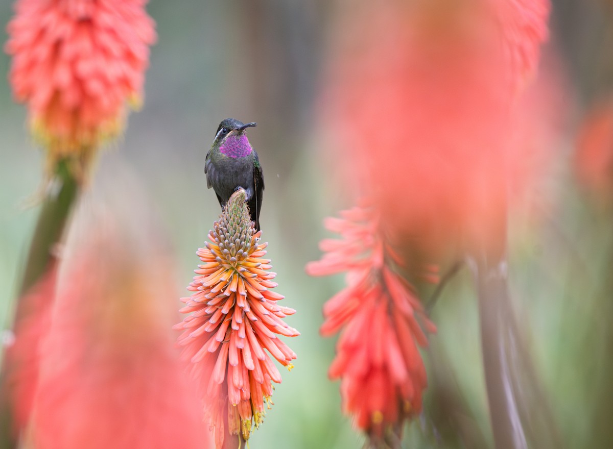 Amethyst-throated Mountain-gem - ML639808351