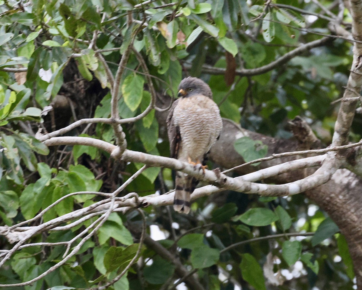 Roadside Hawk - ML639808415