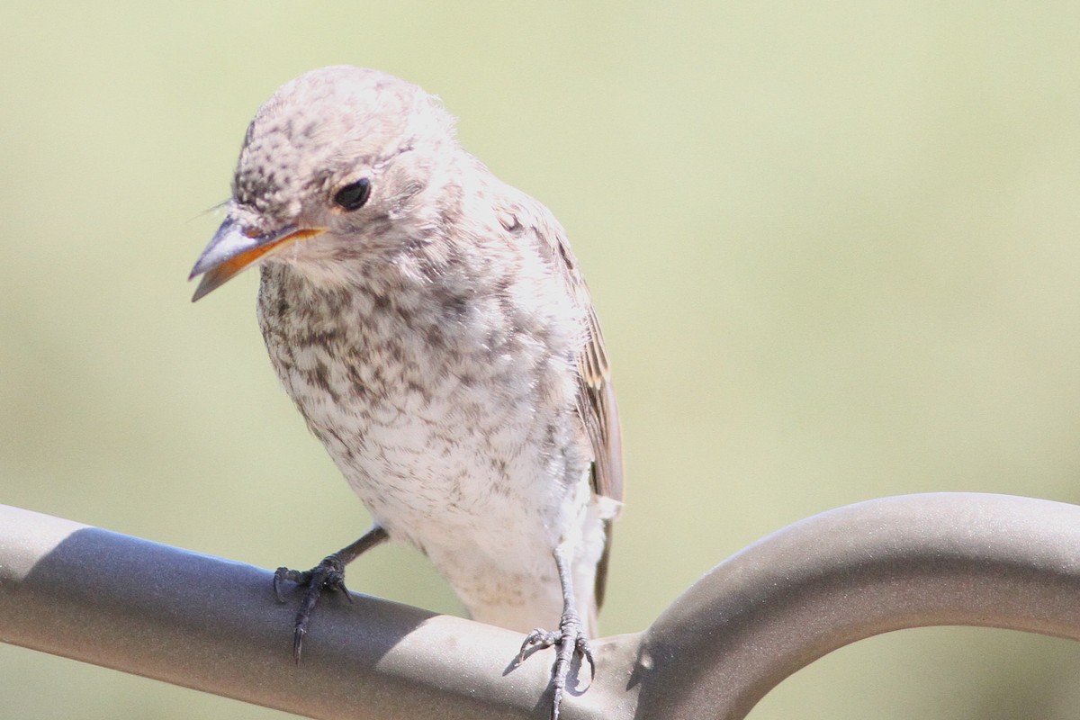 Spotted Flycatcher (Mediterranean) - ML639808431