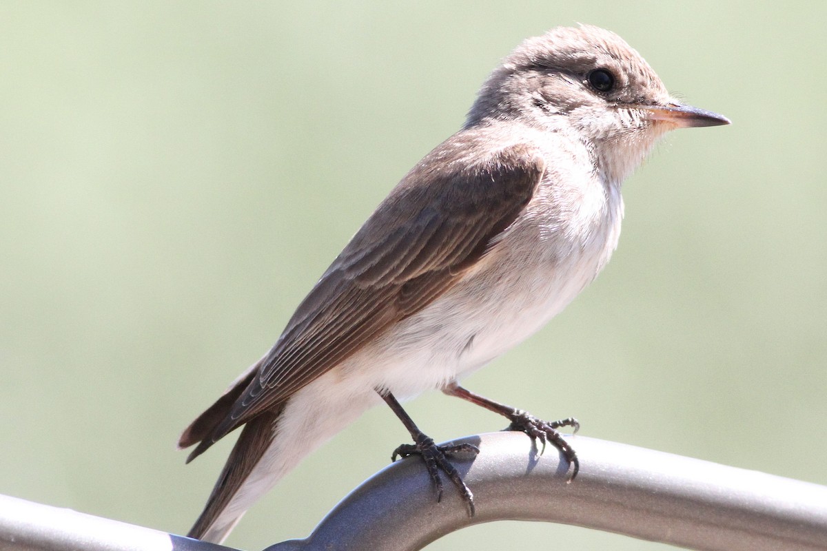 Spotted Flycatcher (Mediterranean) - ML639808434